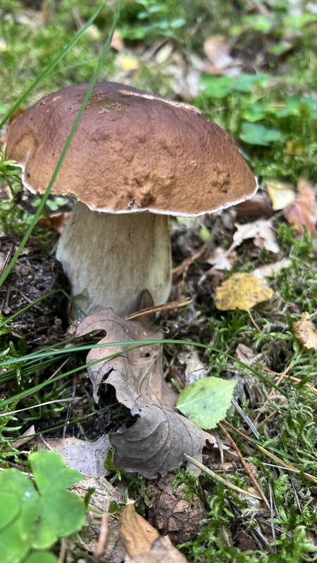 Choriner Bahnhofstraße, Chorin nach Hebewerkstraße, Niederfinow