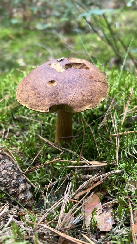 Choriner Bahnhofstraße, Chorin nach Hebewerkstraße, Niederfinow