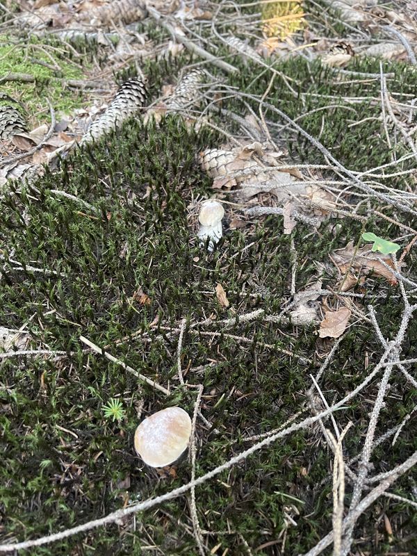 Adama Mickiewicza, Zawid贸w do Adama Mickiewicza, Zawid贸w