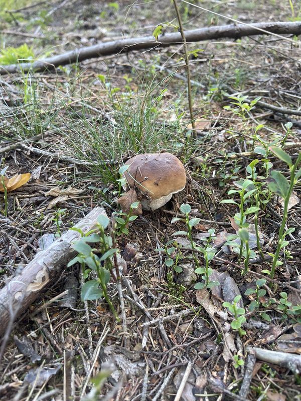 Adama Mickiewicza, Zawid贸w do Adama Mickiewicza, Zawid贸w