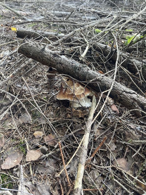 Adama Mickiewicza, Zawid贸w do Adama Mickiewicza, Zawid贸w