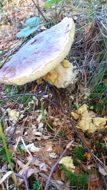 Książenicka do Książenicka