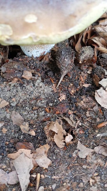 Książenicka do Książenicka