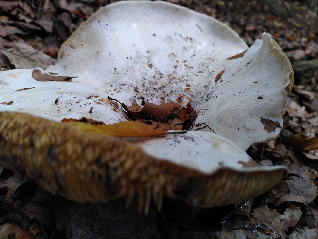 Trusalová nach Trusalová