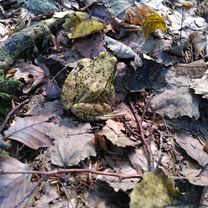 Trusalová nach Trusalová