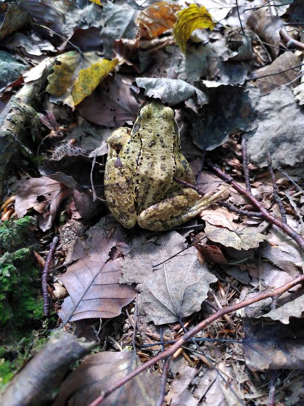 Trusalová nach Trusalová