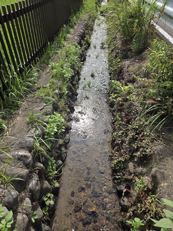 鶴見川源流の泉