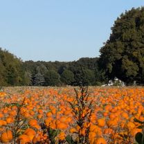 Foto 8 der Bikemap-Route "Pleckenbrinksee" Foto 8 der Bikemap-Route "Pleckenbrinksee"