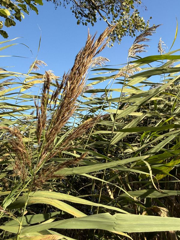 pod Urwiskiem, Szczecin do pod Urwiskiem, Szczecin