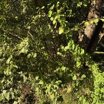 pod Urwiskiem, Szczecin do pod Urwiskiem, Szczecin