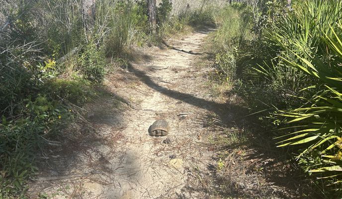 Photo 1 of the Bikemap route "Croom Rital Rd, Brooksville to Croom Rital Rd, Brooksville"