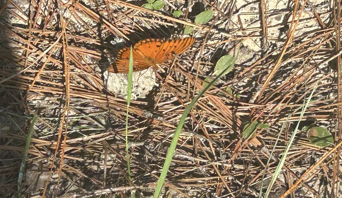 Photo 2 of the Bikemap route "Croom Rital Rd, Brooksville to Croom Rital Rd, Brooksville"