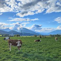 2. Tag Steinfeld - Feistritz