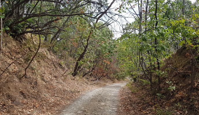 Photo 2 of the Bikemap route "Urlaţi prin paduri"