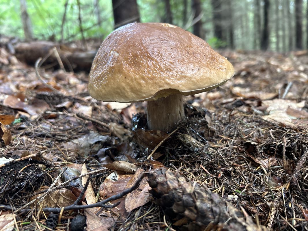 Slovany, Slovany až Slovany, Slovany