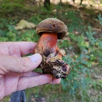 Stefana Roweckiego do gen. Stefana Grota Roweckiego 20A