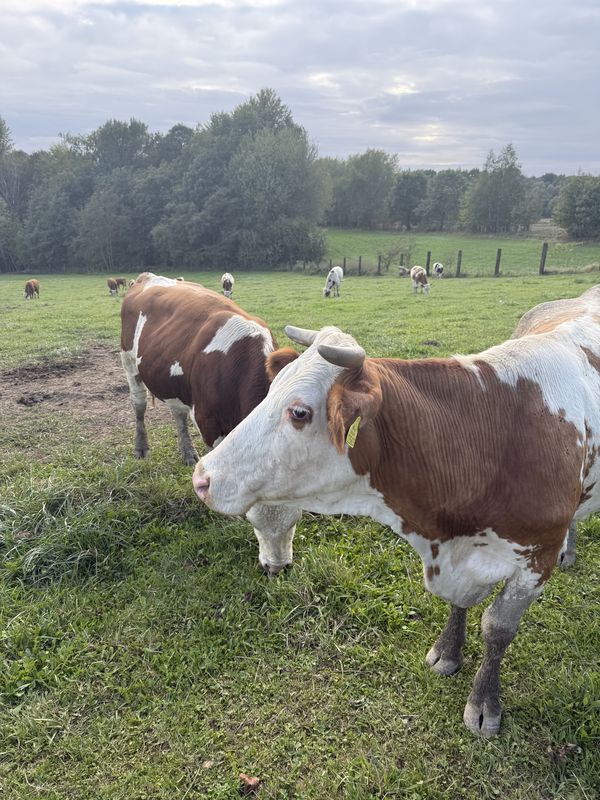 Bernardyńska, Kalwaria Zebrzydowska do Kołowa, Kraków