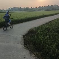 gowes
