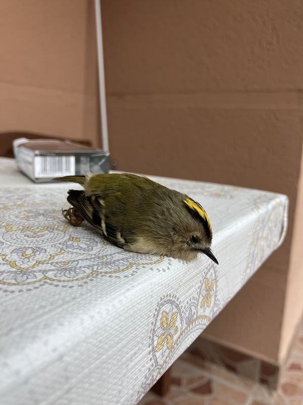 Szt István utca, Pilisjászfalu - Mária út M02-Czestochowa-Budapest-Međugorje, Solymár