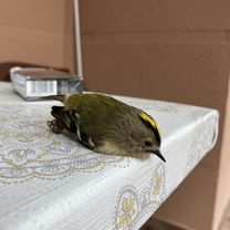 Szt István utca, Pilisjászfalu - Mária út M02-Czestochowa-Budapest-Međugorje, Solymár