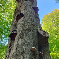 Foto 8 de la ruta de Bikemap "Abzweig Hahnenbalken nach Abzweig Hahnenbalken" Foto 8 de la ruta de Bikemap "Abzweig Hahnenbalken nach Abzweig Hahnenbalken"