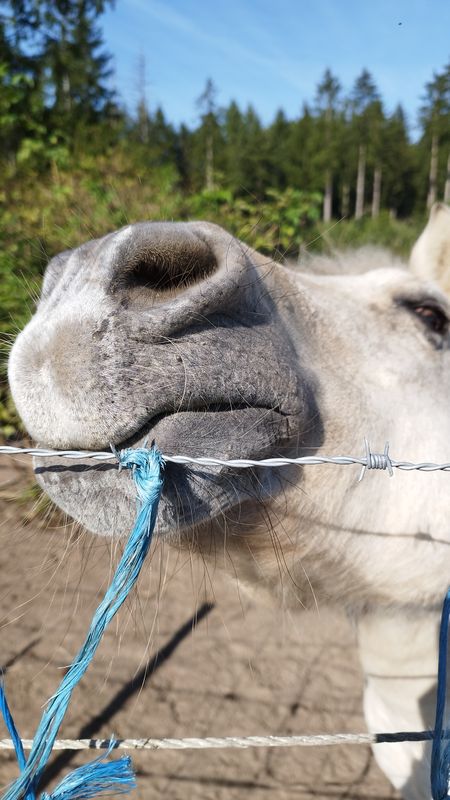 Abzweig Hahnenbalken nach Abzweig Hahnenbalken