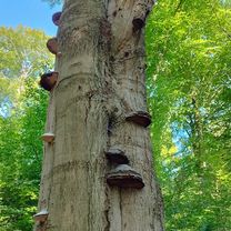 Foto 7 de la ruta de Bikemap "Abzweig Hahnenbalken nach Abzweig Hahnenbalken" Foto 7 de la ruta de Bikemap "Abzweig Hahnenbalken nach Abzweig Hahnenbalken"