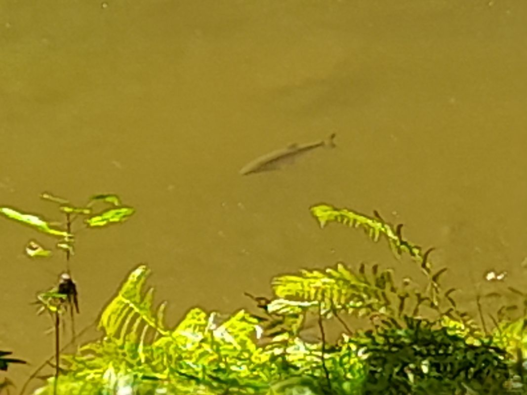 Trasa z Družstevní