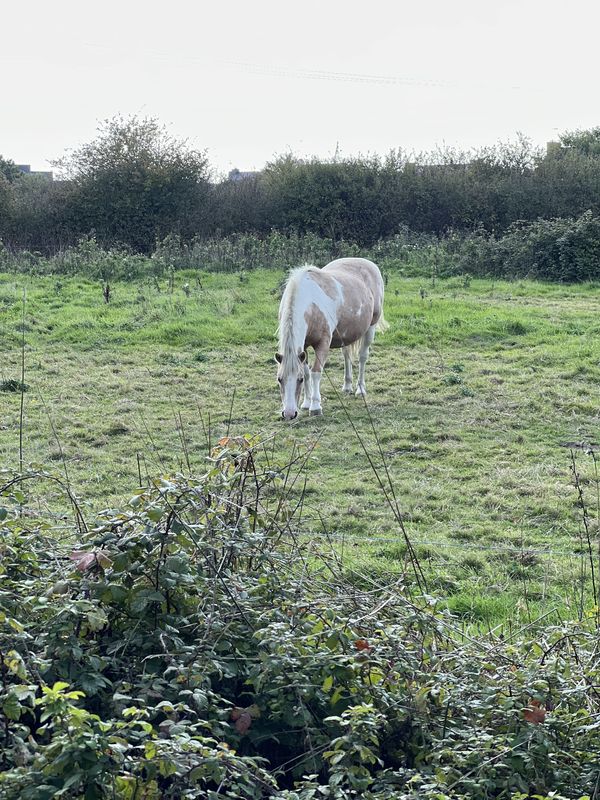 Rue Alexandre le Pontois, Vannes à Rue des Aigrettes, Trignac