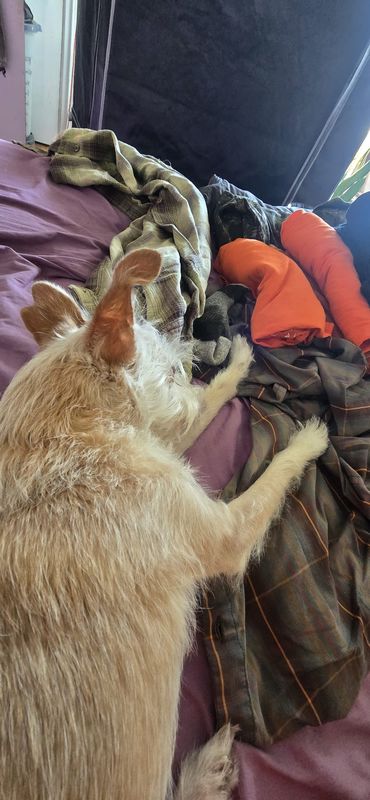 Lake Shore Boulevard West to Silvercrest Avenue