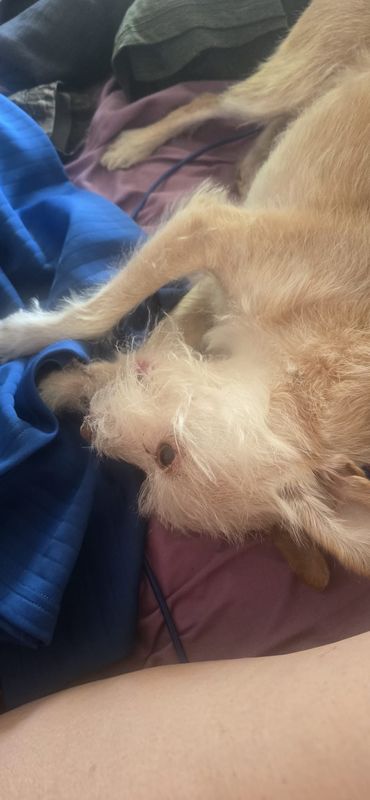 Lake Shore Boulevard West to Silvercrest Avenue