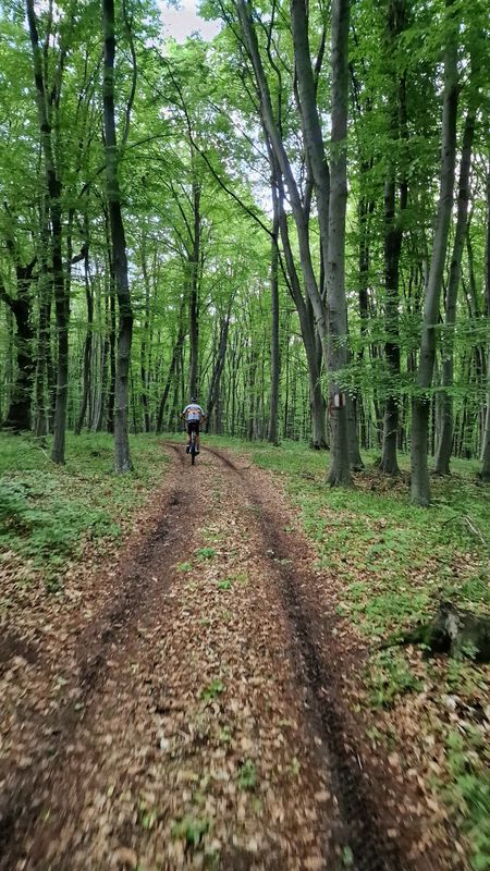 Richiș_Biertan_Copșa_Mare_Fetea_Richiș