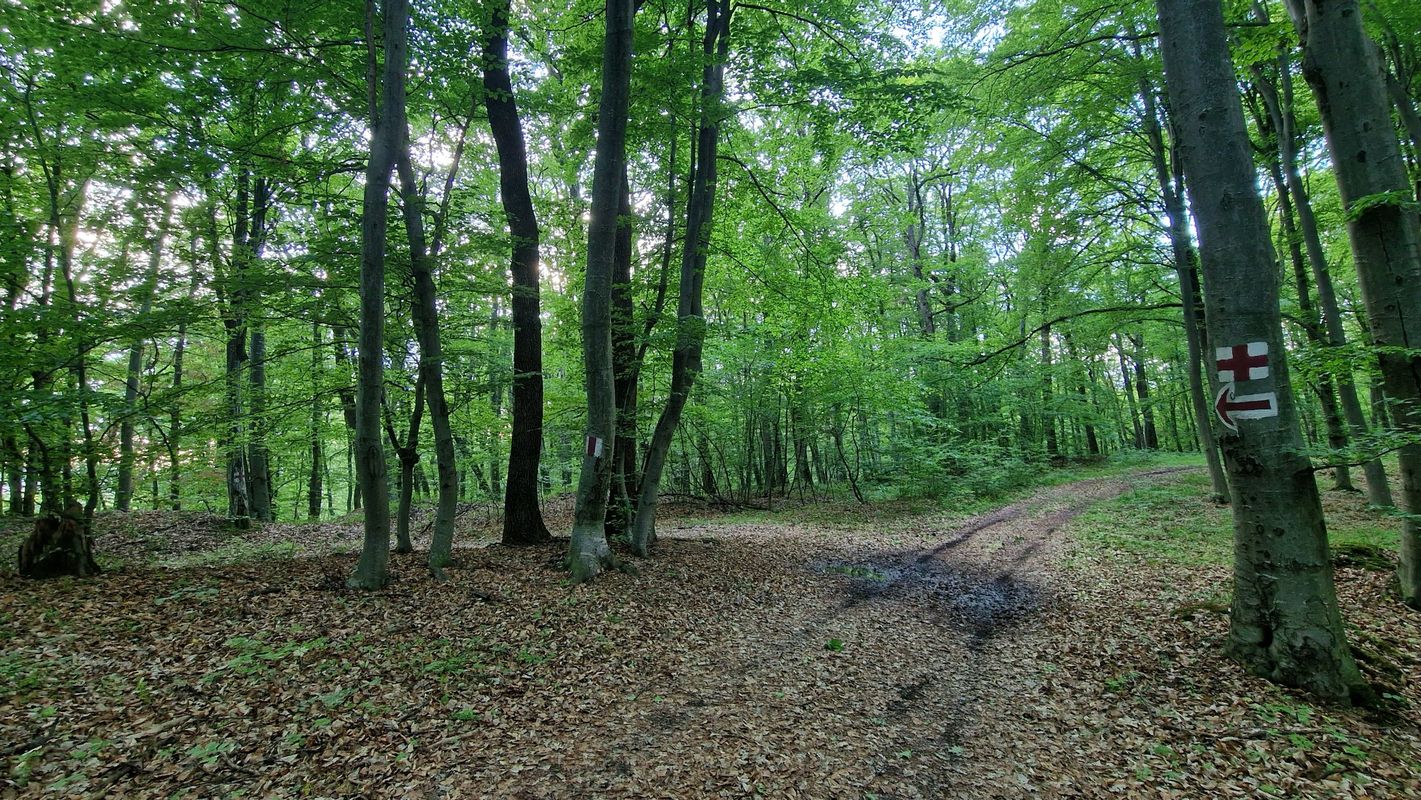 Richiș_Biertan_Copșa_Mare_Fetea_Richiș