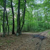 Richiș_Biertan_Copșa_Mare_Fetea_Richiș