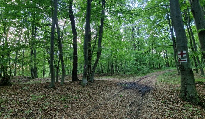 Photo 1 of the Bikemap route "Richiș_Biertan_Copșa_Mare_Fetea_Richiș"