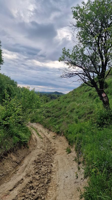 Richiș - Nemșa - Alma Vii - Richiș