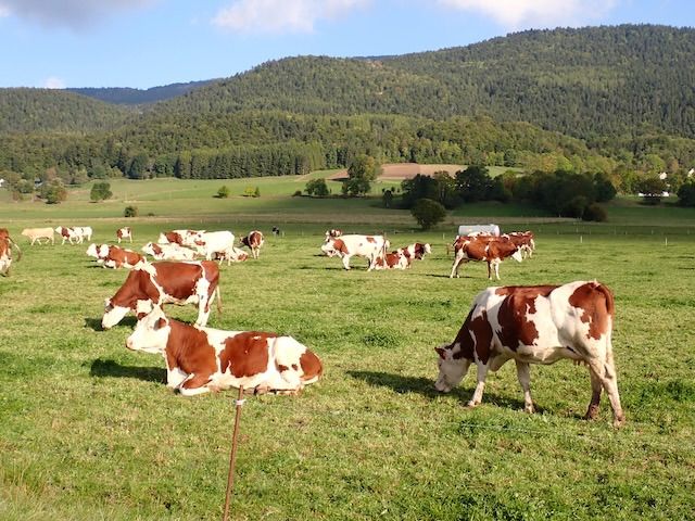 Villard-de-Lans - Circle to Lans-en-Vercors for Shopping