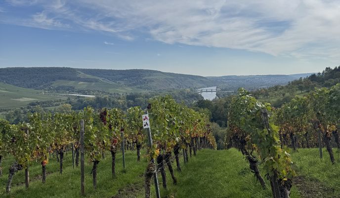 Photo 1 de l’itinéraire Bikemap « Untere Brückenstraße, Marktheidenfeld nach Mainkai, Würzburg »
