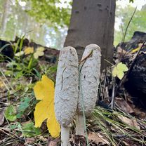 Budowlanych, Тыхы до Jana Sebastiana Bacha, Тыхы