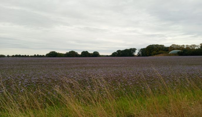 Foto 2 de la ruta de Bikemap "Westernkötter Straße nach Südstraße 37e" Foto 2 de la ruta de Bikemap "Westernkötter Straße nach Südstraße 37e"