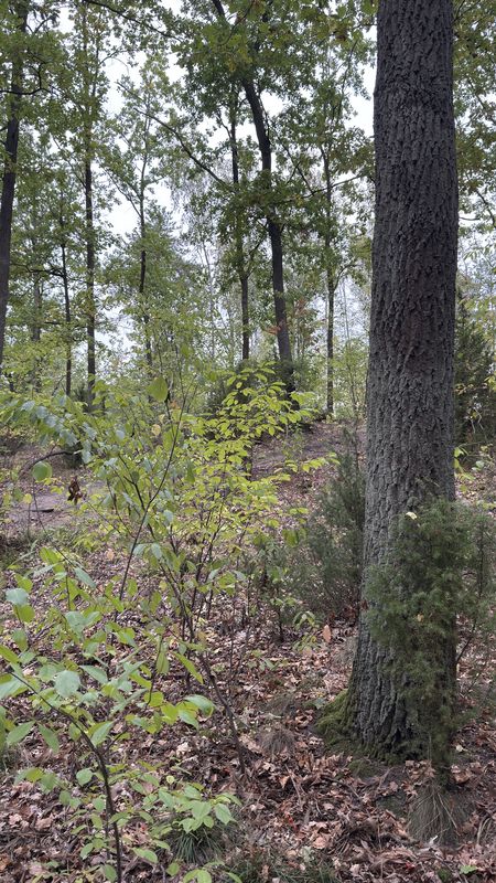 Kolejowa, Łajski do Wolska, Wola Aleksandra