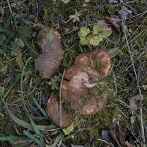 Колхозная улица, Гродно до Колхозная улица, Гродно