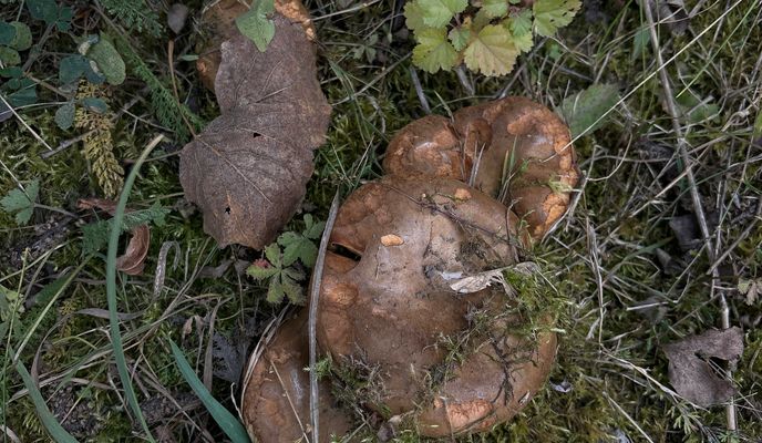 Foto 1 de la ruta de Bikemap "Колхозная улица, Гродно до Колхозная улица, Гродно"