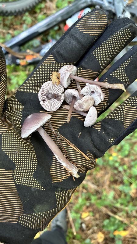 Lackovce až Humenné, Humenné