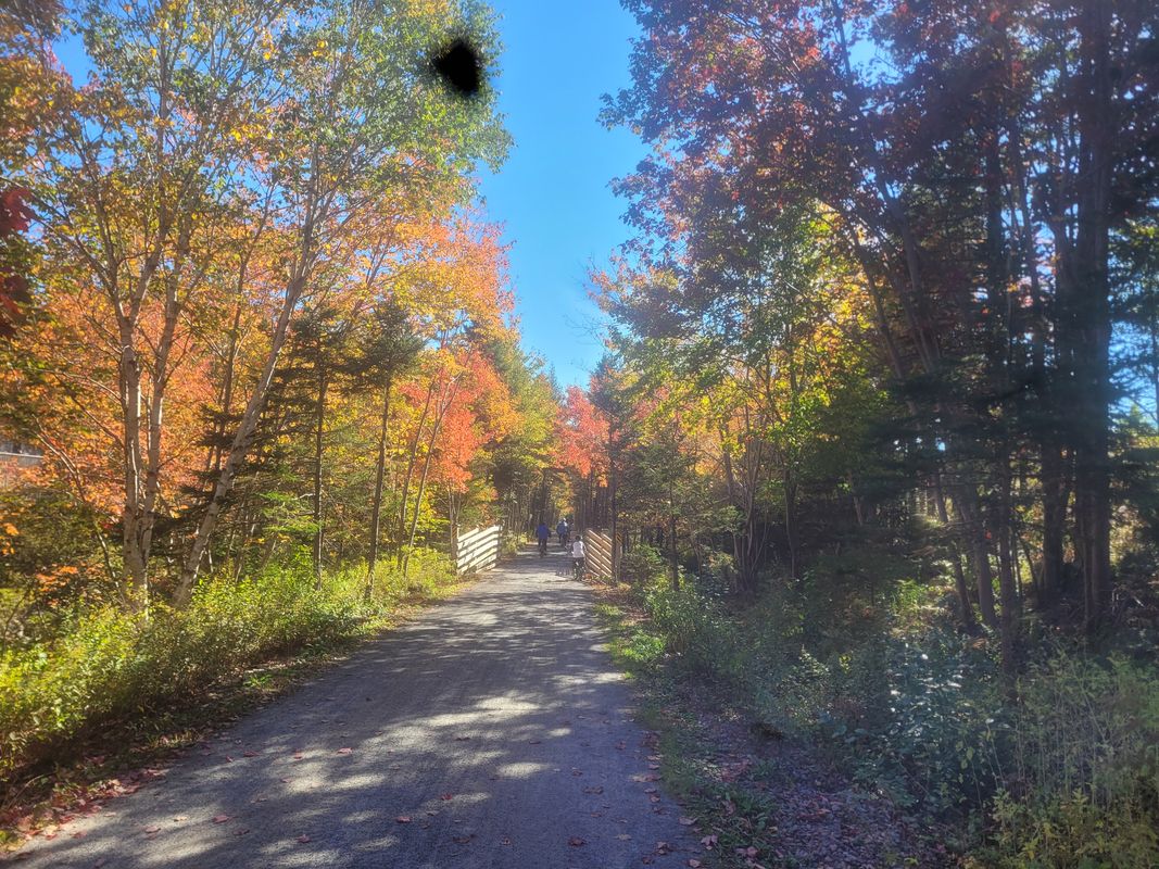 Cowie Hill Rd Before Hadley Cr (2209) to Pepperell Street