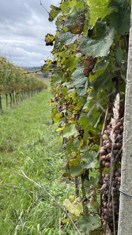 Eichstetten Endingen Bahlingen