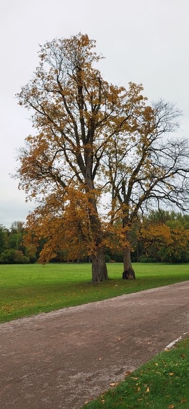 Leibnizallee 1A nach Corona-Schröter-Weg