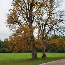 Leibnizallee 1A nach Corona-Schröter-Weg