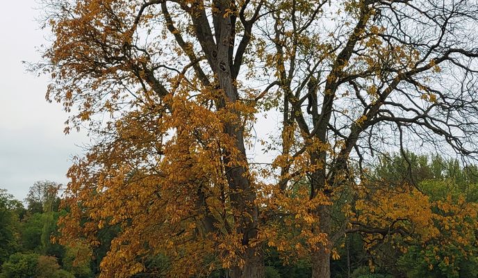 Photo 1 de l’itinéraire Bikemap « Leibnizallee 1A nach Corona-Schröter-Weg »