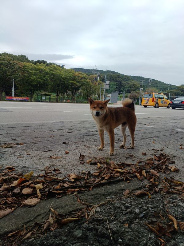 2025-10-9 라이딩(수원화성/돌판짜장 짜마)